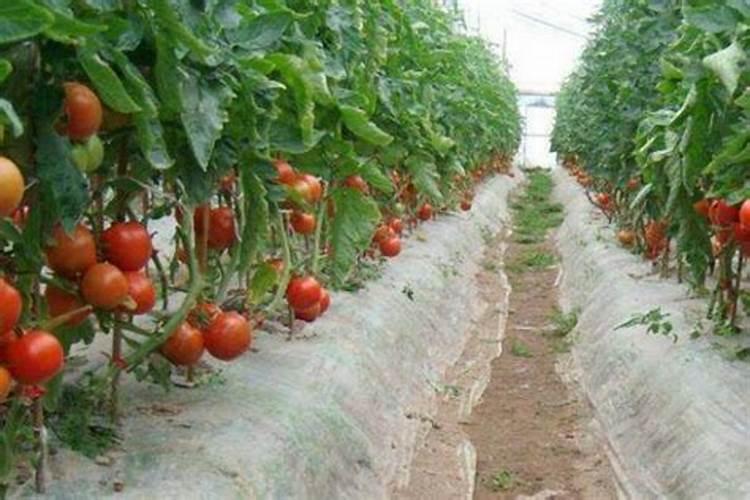 西红柿浇什么肥料最好