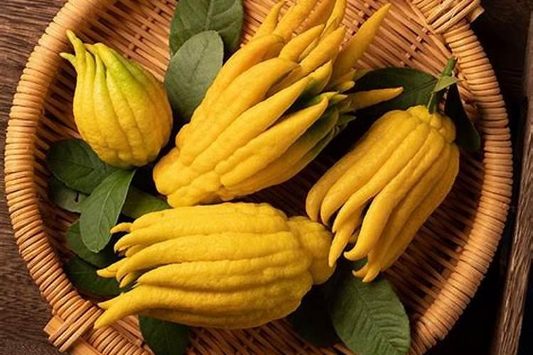 佛手柑怎么养 佛手柑的养殖方法