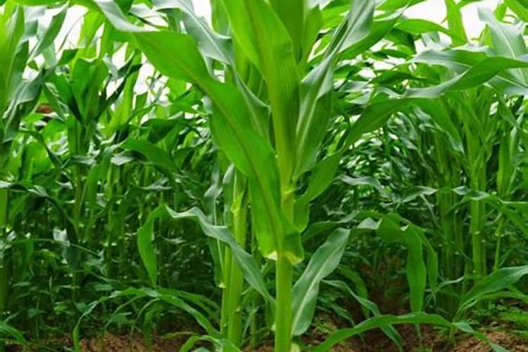 玉米追肥用尿素好还是用磷钾肥好