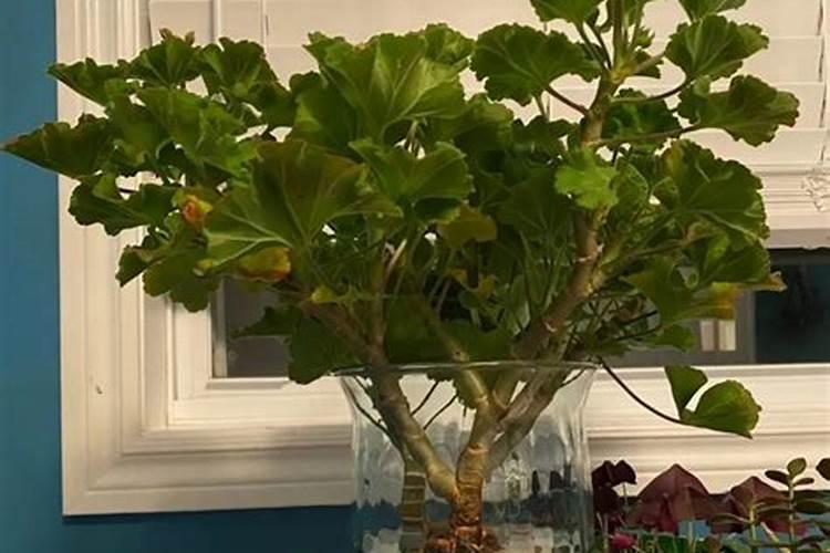 天竺葵用什么肥料