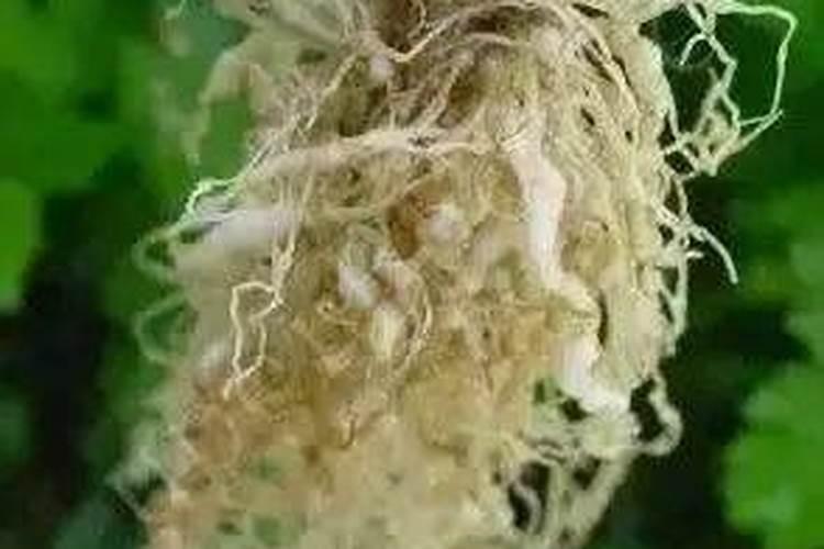 黄瓜生根最好的肥料 黄瓜生根最好的肥料介绍