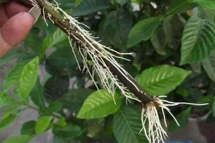 中药材生根用什么肥料好？人参根腐病用哪种肥料可以预防？