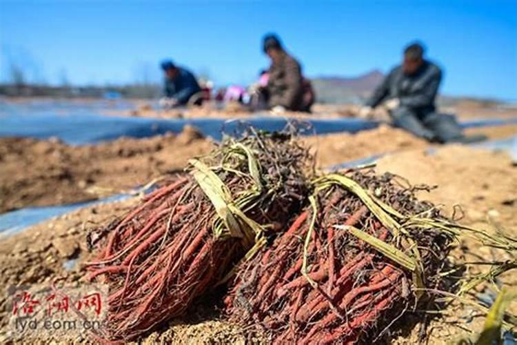 丹参用什么肥料最好