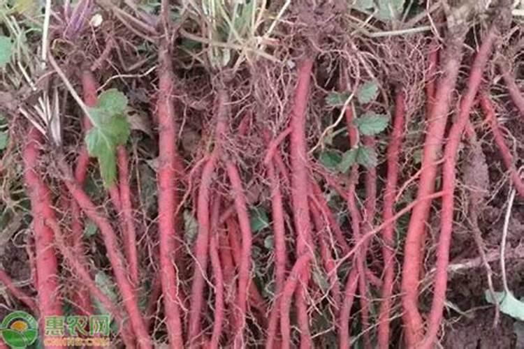 丹参性寒还是性热 吃丹参要注意什么