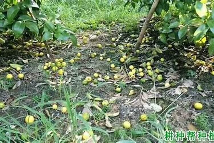 爱媛38号上钾肥最佳时间