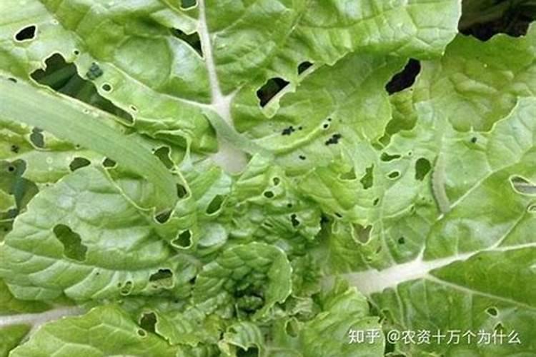 白菜虫害用什么药防治