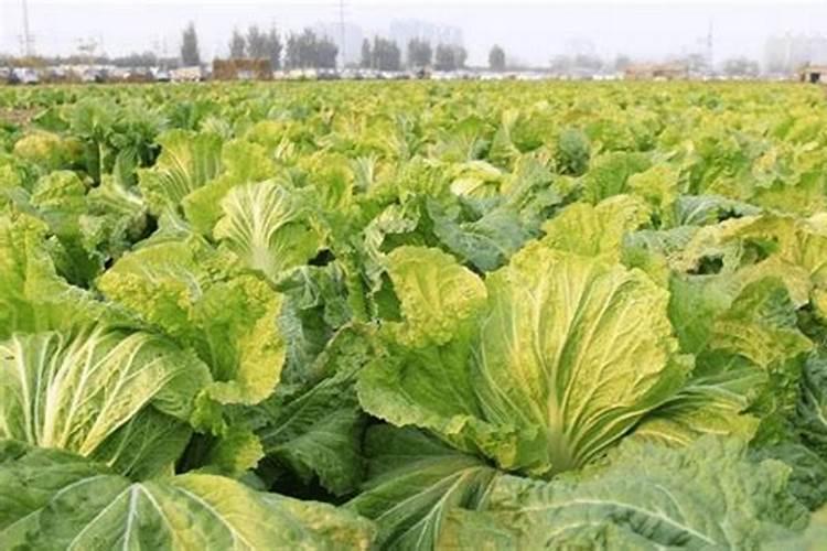 儿菜只长叶子不长儿什么原因