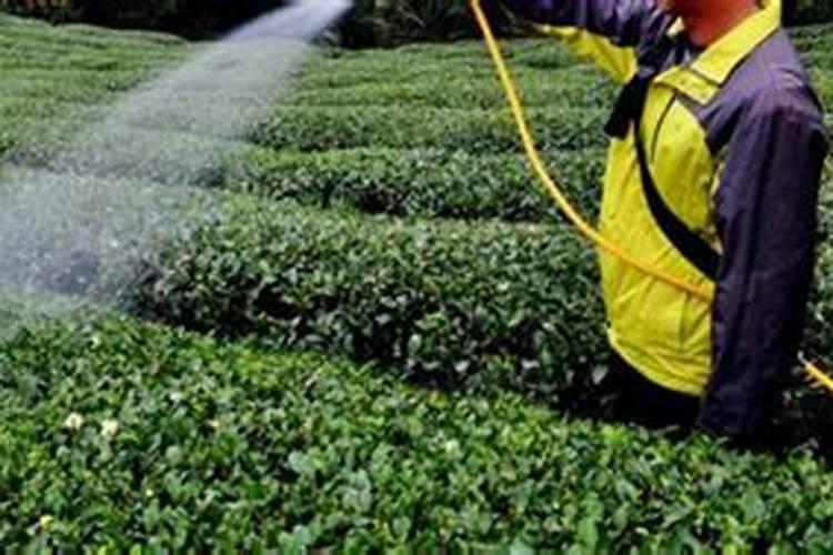 如果用尿素做叶肥的话,兑水的比例大概是多少？