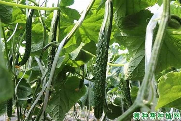黄瓜施肥注意什么黄瓜怎么施肥