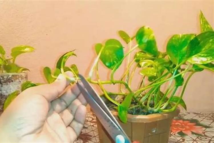 水培绿萝能用复合肥泡水喷叶子么 水培绿萝能不能用复合肥泡水喷叶子