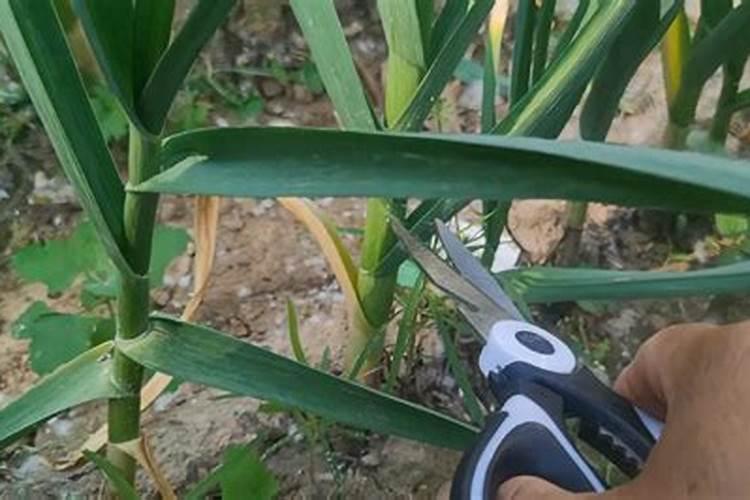 大蒜要追哪些肥