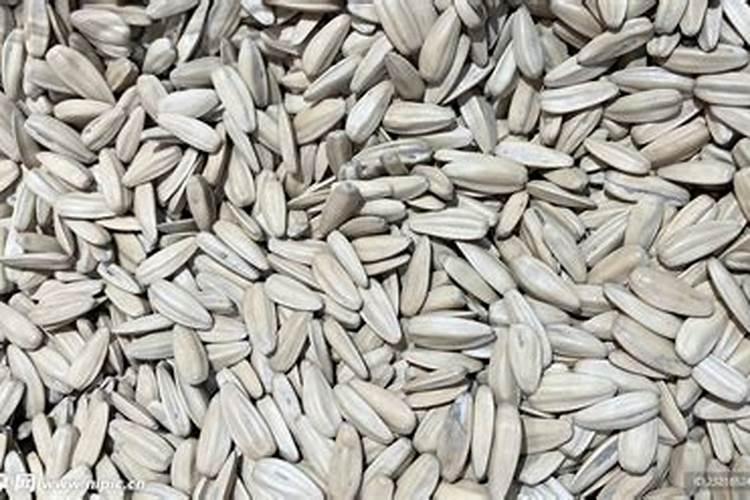 冬瓜子种植技术