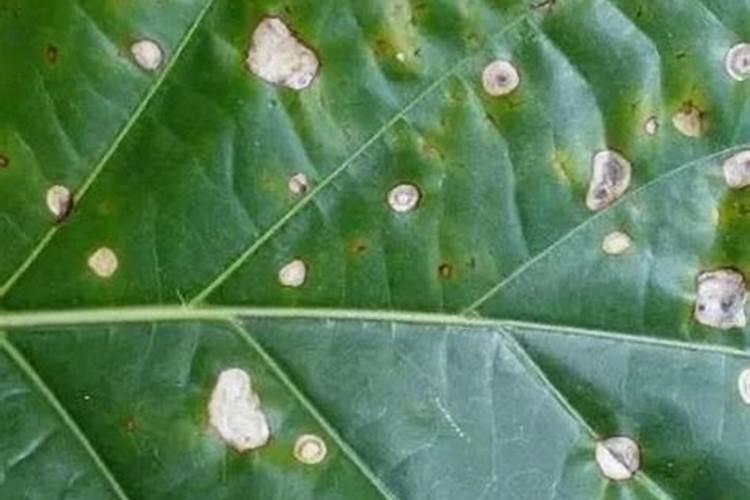 巴西铁叶子长锈了怎么回事