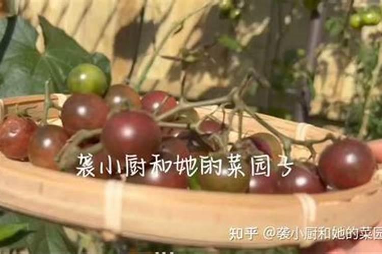 西红柿增产施肥技巧？