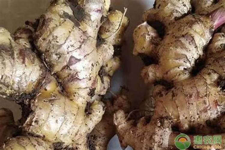 种植生姜应该如何施肥？生姜的需肥特点是什么？