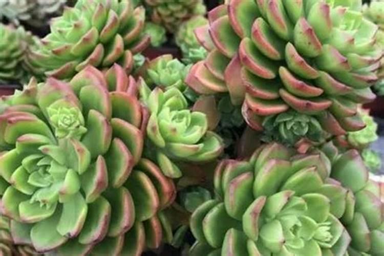 亲们怎样把多肉叶片养肥厚？有没有网友了解？