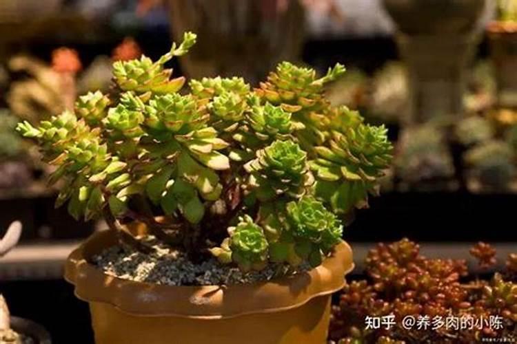 让多肉叶片肥厚施什么肥？