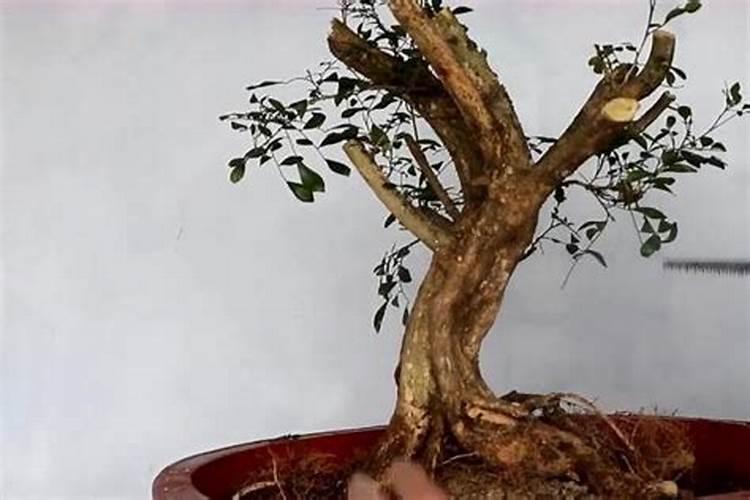 紫薇下山桩养殖方法