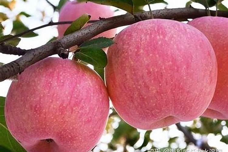 磷肥适合哪些蔬菜