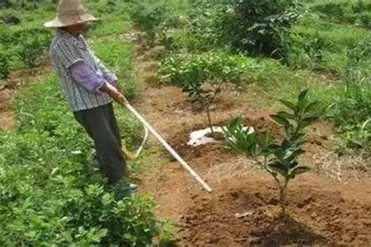 农业知识顺口溜