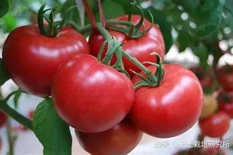 辣椒什么时候施用磷肥效果好？