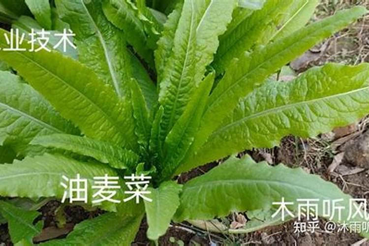 油麦菜打什么药