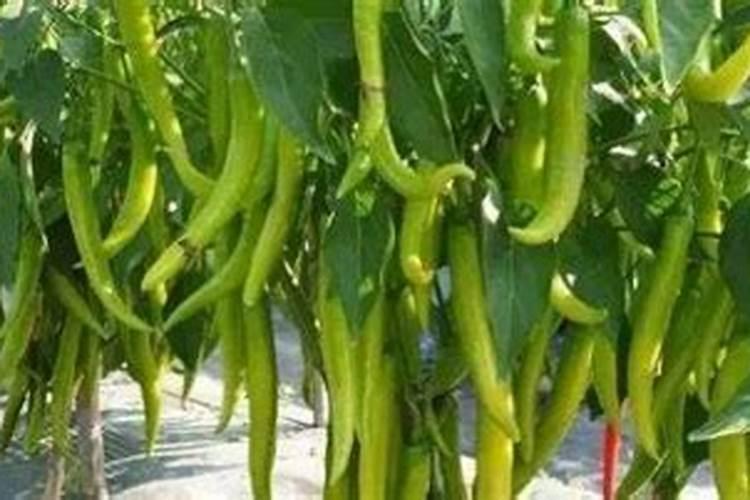 天鹰椒施什么钙肥最好