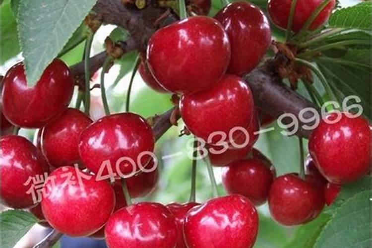 草莓需要施什么肥料才会甜