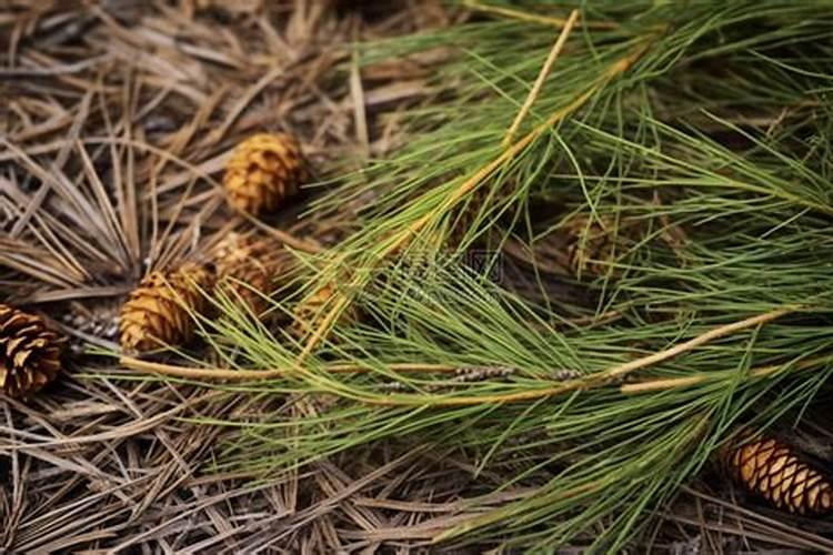 在家自制养花肥料怎么做