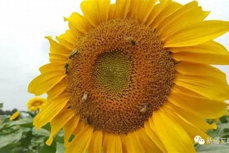 葵花什么时候追肥最好