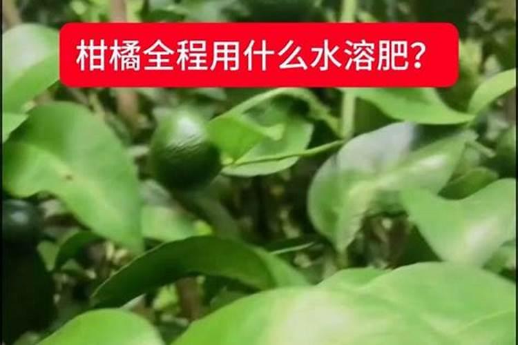 什么水溶肥能促进根系发达？果树如何育苗快速生根？