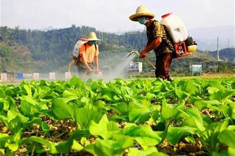 氯化胆碱和芸苔素内酯可以混合使用叶面肥使用吗？