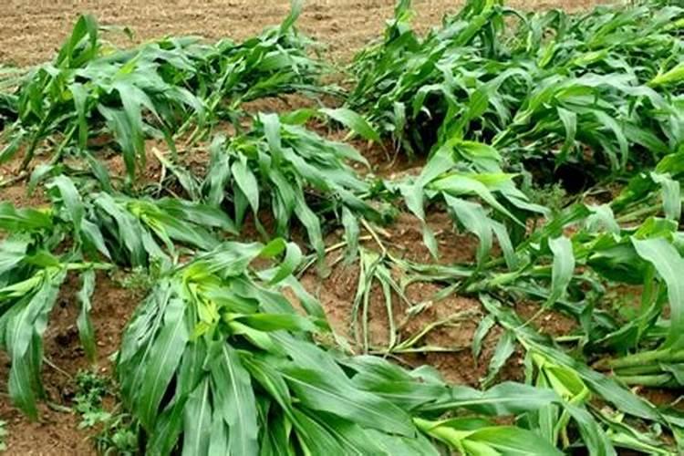 玉米倒伏的原因有哪些？要如何预防玉米倒伏？