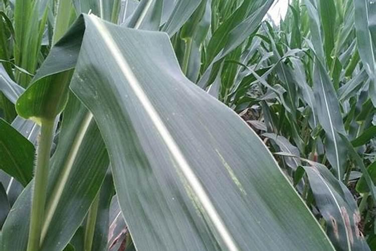 玉米两个叶能喷施叶面肥吗