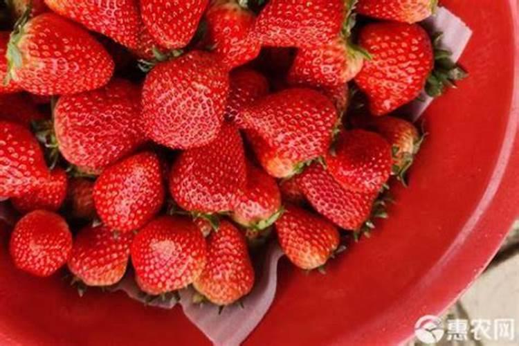 9月份可以种草莓吗