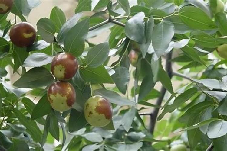 枣树施肥的最佳时间