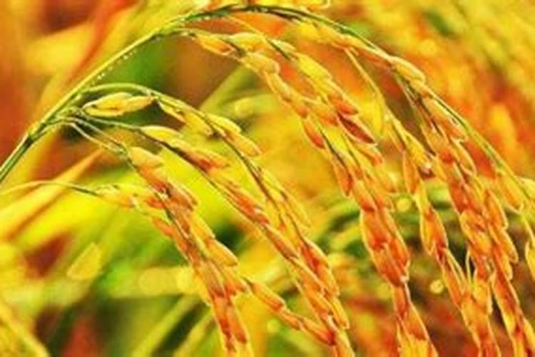 植物大战僵尸2世界解锁顺序