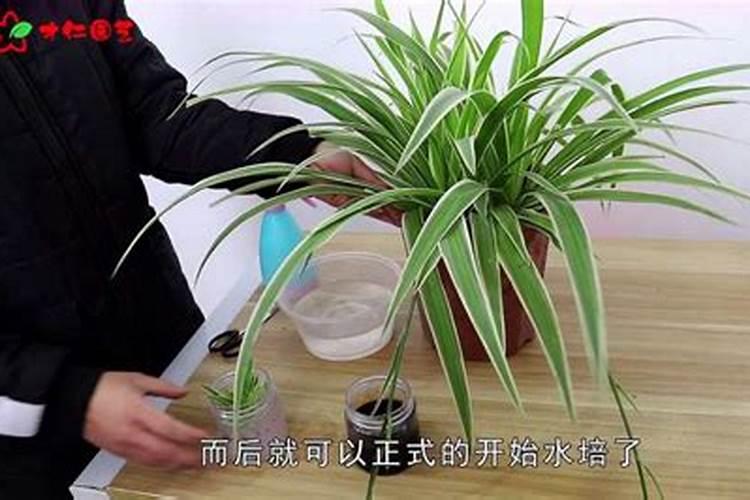 水培兰花怎样施肥？