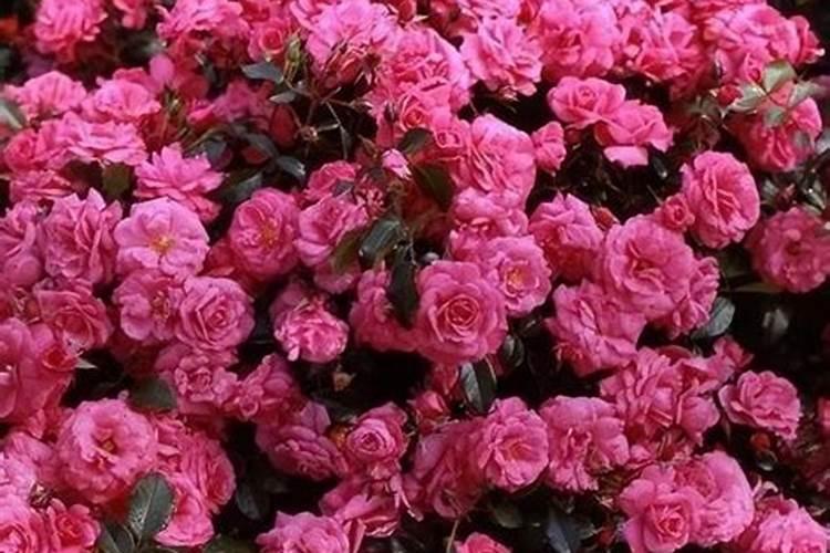 呼伦贝尔市农丰商贸有限公司怎么样？