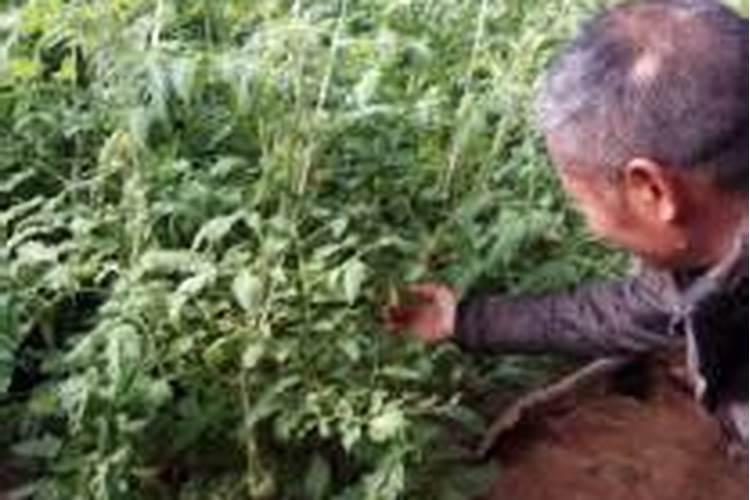 花肥的园艺肥料