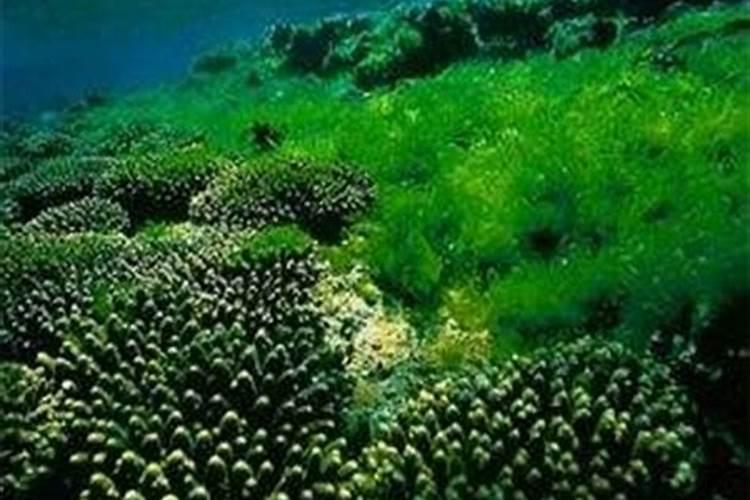 磷在水产养殖有很重要作用,那养殖户如何合理补磷呢？