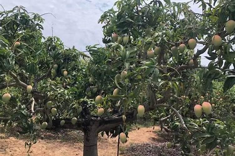 一仟的海拨合适种值那种芒果树？