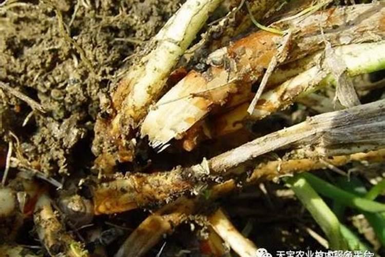 洋葱氮肥过多怎么办