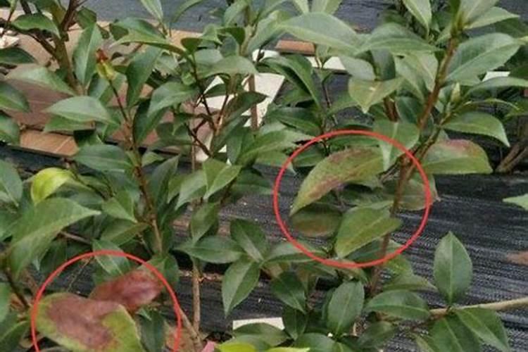 茶花开花期间可不可以叶面施肥.谢谢大家