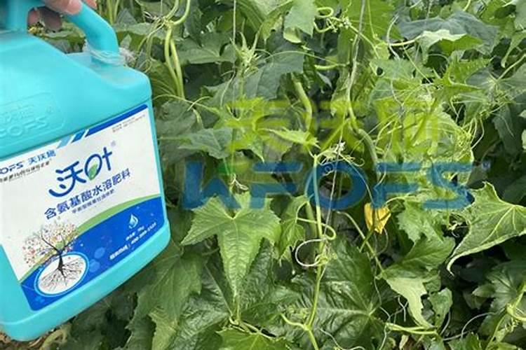 请问丝瓜又小又黄,两头大中间小是什么原因？