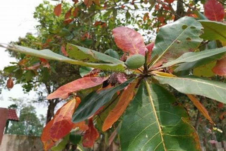 鱼缸降酸最有效办法