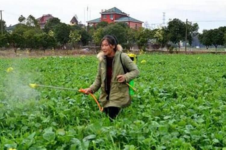 油菜喷施硼肥最佳时期