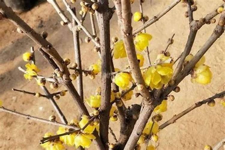 盆栽腊梅花苞期施什么肥