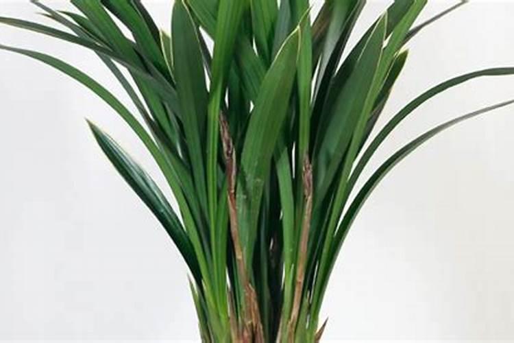 怎么给兰花施肥