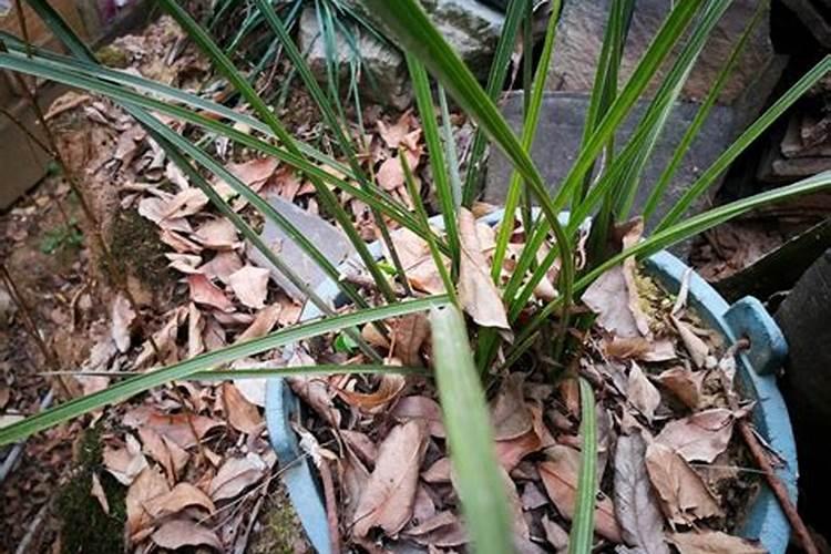 兰花怎么养最好